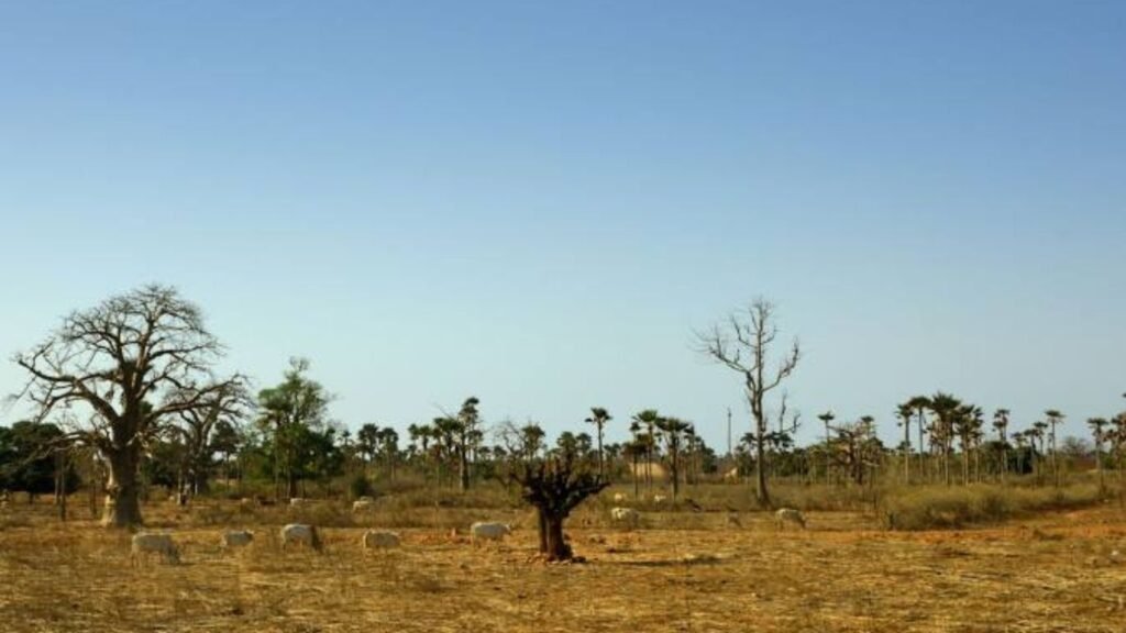 10 Cities to Visit in Senegal (2025)